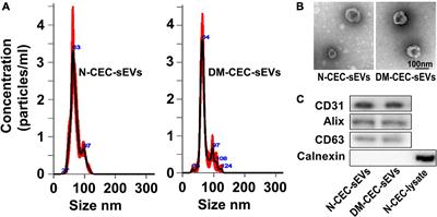 Cerebral endothelial cell derived small extracellular vesicles improve cognitive function in aged diabetic rats